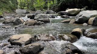 Tropical Stream Through Greenery 💧 Fall Asleep Fast with Relaxing Water Flow Aid