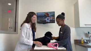 Your New Puppy's First Vet Visit: What to Expect