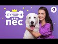 Новое шоу! | Лучший пес | с 19 сентября в 12:00 на ТВ-3