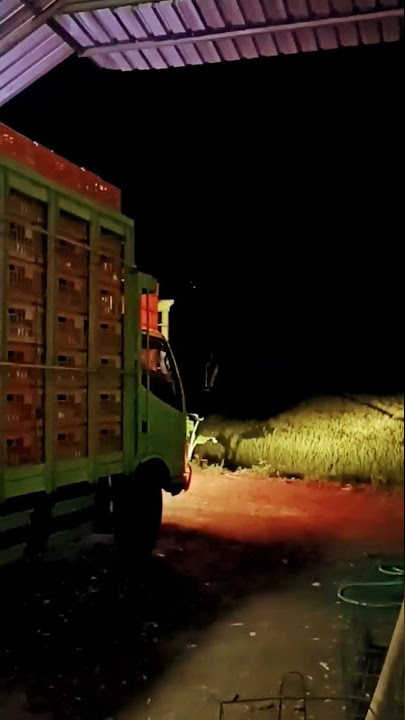 Panen ayam potong #shorts