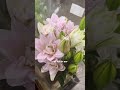Spill harga bunga import 🌸 #flowers #cutflowers