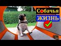 МОПС "Кокос", СОБАЧЬЯ жизнь. ПОЗИТИВ !!! и  ПОДАРКИ.