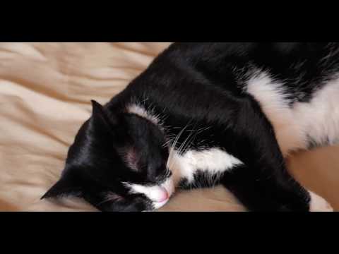 Houses For Rent Pet Friendly By Ownerforum.html
