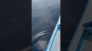 Boater's Encounter with Delighting Dolphins