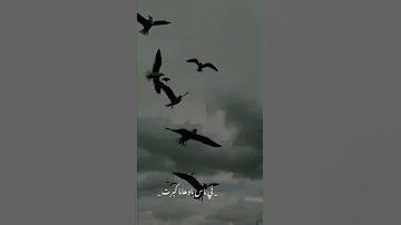 جورج وسوف في ناس يتمشى كيف تربت 