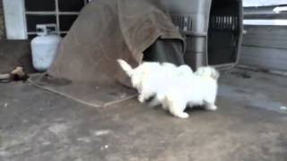 Dogs Act Like Zombies