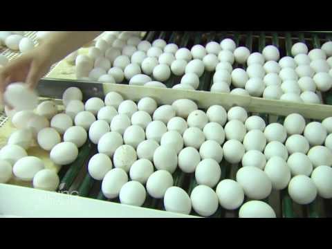 Eggs From Farm to Supermarket