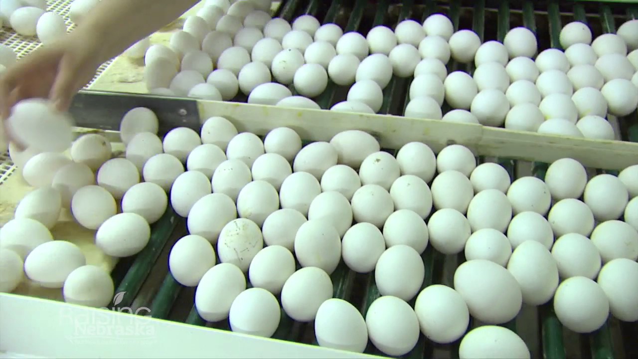 Eggs: From Farm to Supermarket