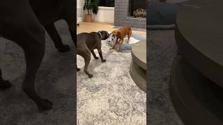 Playtime with Willa has levelled up ‼ #shorts #shortsfeed #doglover #puppyvideos #dog #vizsla