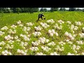 Top Video amazing  -A corn farmer picks up a large number of newly harvested corn stalks and stalks.