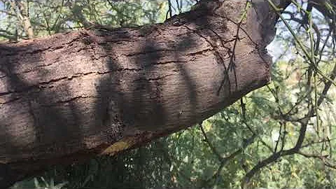 Mistletoe in Mesquite. Arborist advice.