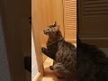 Cosas que no sabías de los gatos 🐈 #gato #gatos #gatito #gatosdetiktok #michi #mascota #parati