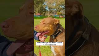 How to care for your STAFFY DOG (Staffordshire Bull Terrier)