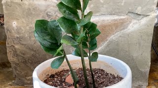 Propagating ZZ Plant Zamioculcas Zamiifolia ZANZIBAR GEM in Water