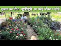           rose plants rs 60       