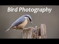 Incredible moments in nature  bird photography