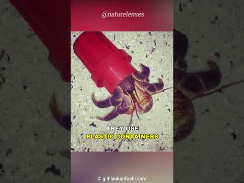 Video: Kepiting Hermit: Spesies Ketam Hermit Tanah