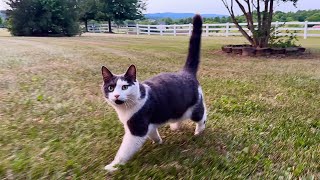 Barn Cat Just Can't Get Enough Attention! by The Juice Productions  2,523 views 11 months ago 2 minutes, 58 seconds