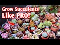 STOP Killing Your Succulents! - 8 Essential Succulent Care Tips That No One Shares!