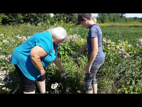 Video: Bagaimana cara menanam saponaria ocymoides?