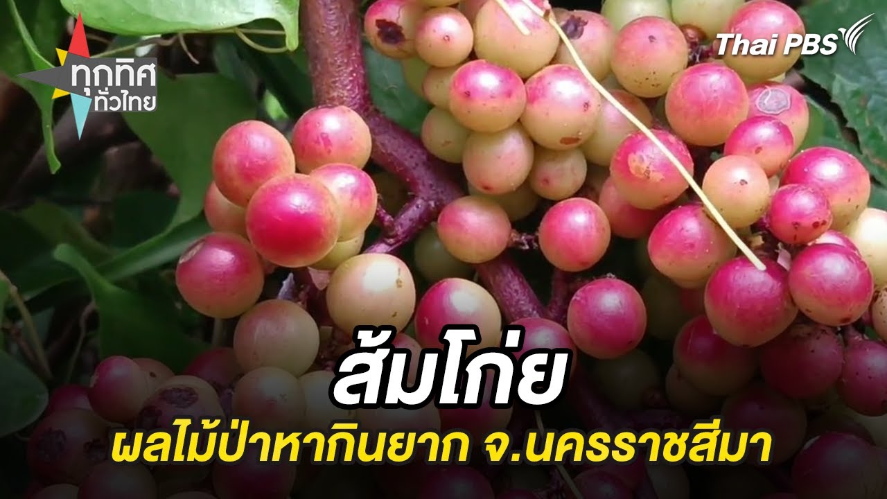 ส้มโก่ย ผลไม้ป่าหากินยาก จ.นครราชสีมา | ทุกทิศทั่วไทย | 16 ก.ย. 67