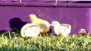Buff Orpington and Light Brahma Pullets first time in yard