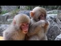 Japanese SNOW MONKEYS (ニホンザル) of Jigokudani Monkey Park