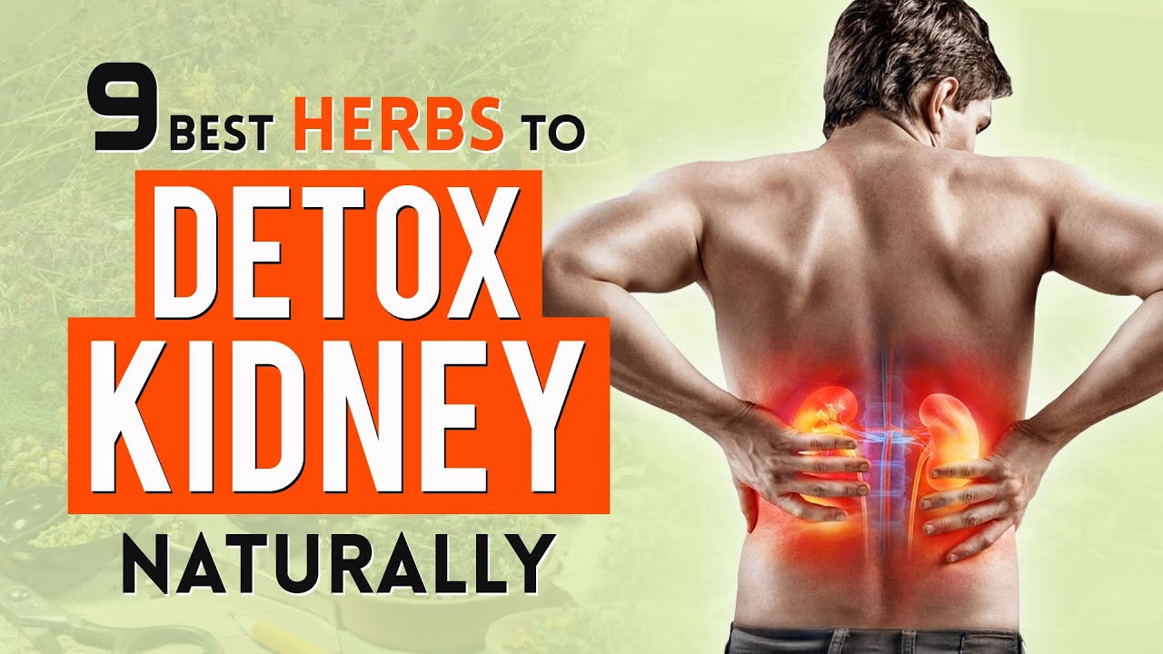 How Can I Heal My Kidneys Naturally Herbal Renal Detox Cleanse at Home⚡