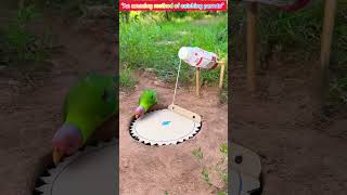 smart technique for catching parrot #comedy #funny #birds