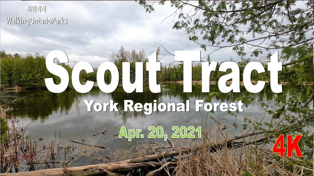 [4K] Scout Tract York Regional Forest [2021.04.20]