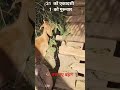 कितना भाग्यशाली हूं मैं 😅🐐🐐 #newyear #party #trending