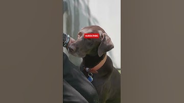 How smart are labs | labrador puppy