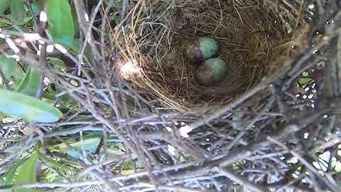 Mockingbird Nest & Eggs