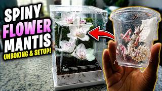 The Most BEAUTIFUL Mantis in the World? | (Setup + Unboxing)