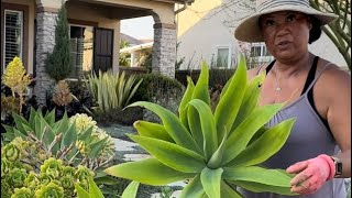 Too MANY Plants!! Maintenance on Agave Attenuata