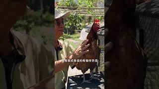 慢慢玩花蓮，最療癒！吉安鄉慢活香草輕旅行