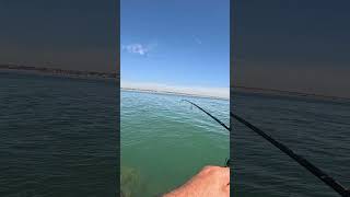 Roncador  con langostino