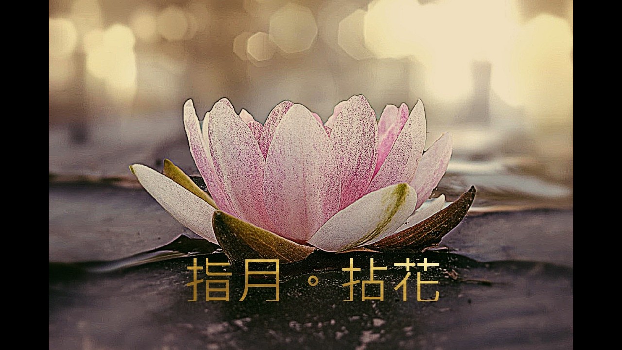 《指月，拈花》 將國語、粵語、英語三種語系交織，本身就是對「緣起性空」與「中道」的視覺化與聽覺化實踐：文字雖異（相不同），但指向的真理為一（性空）。