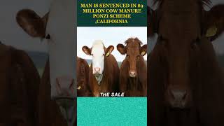 Man #sentenced  in $9 Million #cow  #manure  #ponzi  Scheme #california   #shorts  #RaymondBrewer