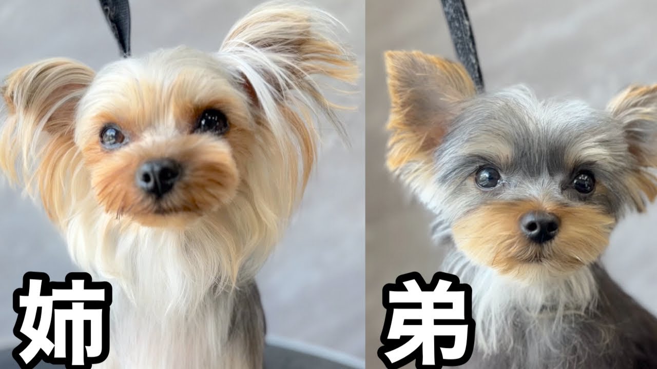 ヒノエとつくねのママです。　ヨーキーちゃん ヒノエとつくねのママです。 ヨーキーちゃん ヒノエとつくねママ様専用