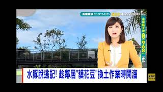 東森新聞 20211208 韓佩穎 李依庭 水豚脫逃記
