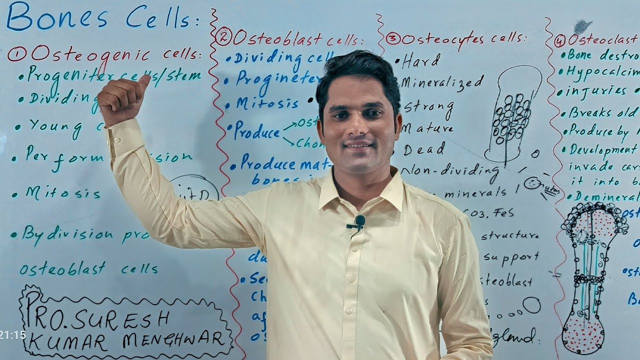 bones cells||osteocytes||osteoblasts|osteoclasts|bone cells and their function|Hindi Urdu|Sir Suresh