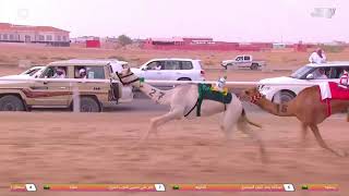 ش9 سباق المفاريد (عام) مهرجان ولي العهد بالمملكة العربية السعودية 10-8-2021م