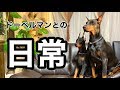 ドーベルマンとの日常【Doberman】