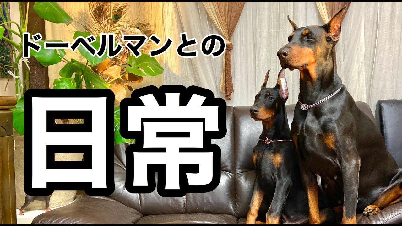 ドーベルマンとの日常 Doberman Youtube