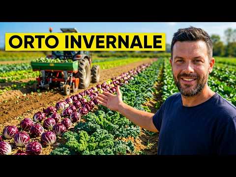 TRANSPLANTING vegetables with a TRACTOR transplanter