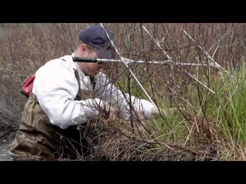Blanding's Turtle Restoration at Eastern Massachusetts Refuge Complex