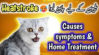 Heatstroke in a cat causes, symptoms & home treatment| How to keep cool your persian cats in summer