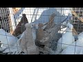 22.12.19. Птичий рынок г Пятигорск ч2.The bird market in Pyatigorsk. ch2