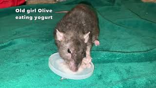 Saying Goodbye to Olive the Rat 💔 by Shadow The Rat 2,639 views 1 month ago 9 minutes, 12 seconds